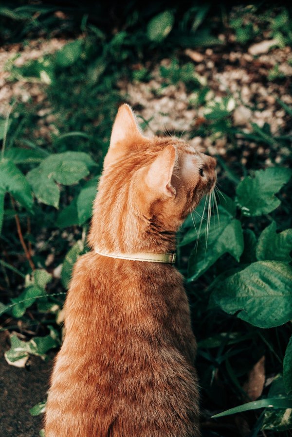 Welche Lösungen gibt es, um Pflanzen auf einem Nordbalkon erfolgreich zu kultivieren?